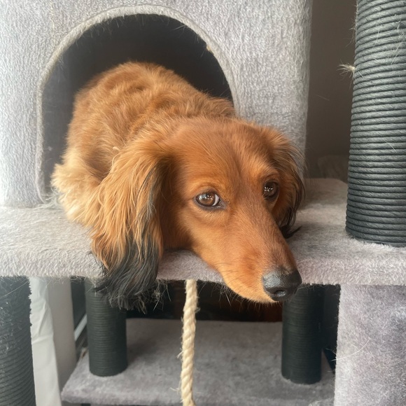 Meet your Posher, Alisha - Picture 6 of 10